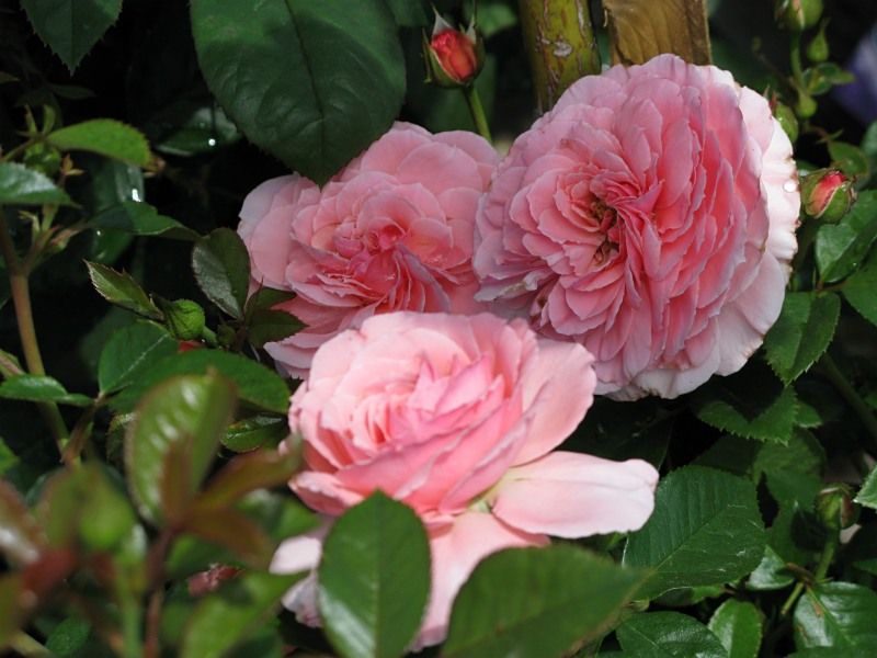  photo 1SexyRexyatsummerwindsIMG_1265800wide_zps5b3515b1.jpg